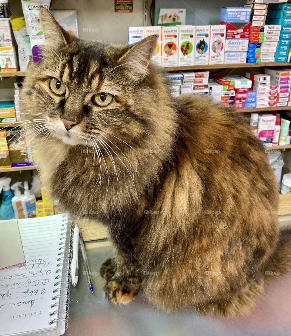 🇺🇸 I don't like cats, I prefer dogs.  But this one impressed me for his pose and for his obedience to the photo. What a look!!! / 🇧🇷 Não gosto de gatos, prefiro cachorros. Mas esse me impressionou pela pose e pela obediência para a foto. Que olhar!!!