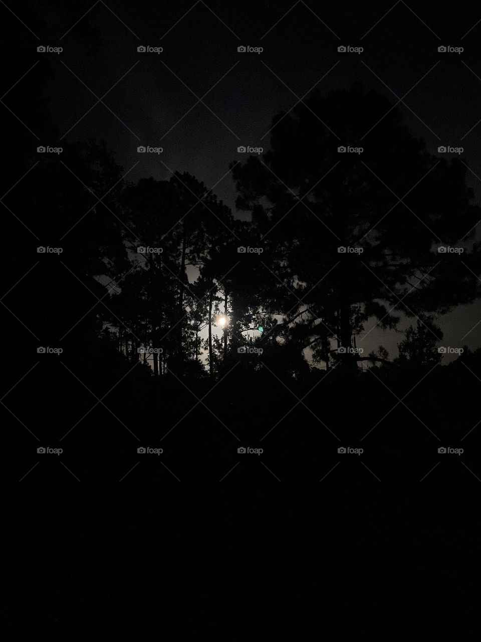 Moonrise behind Pines 