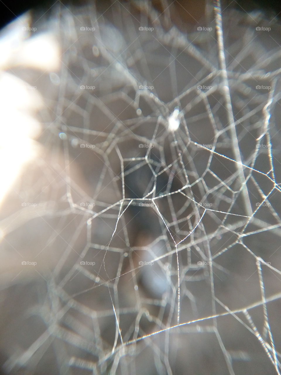spider's web