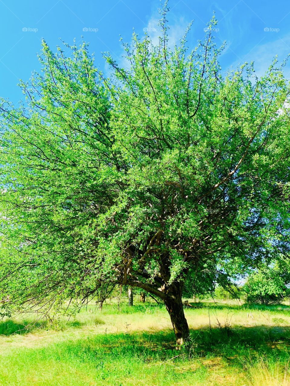 A beautiful wild tree in our farmyard. 