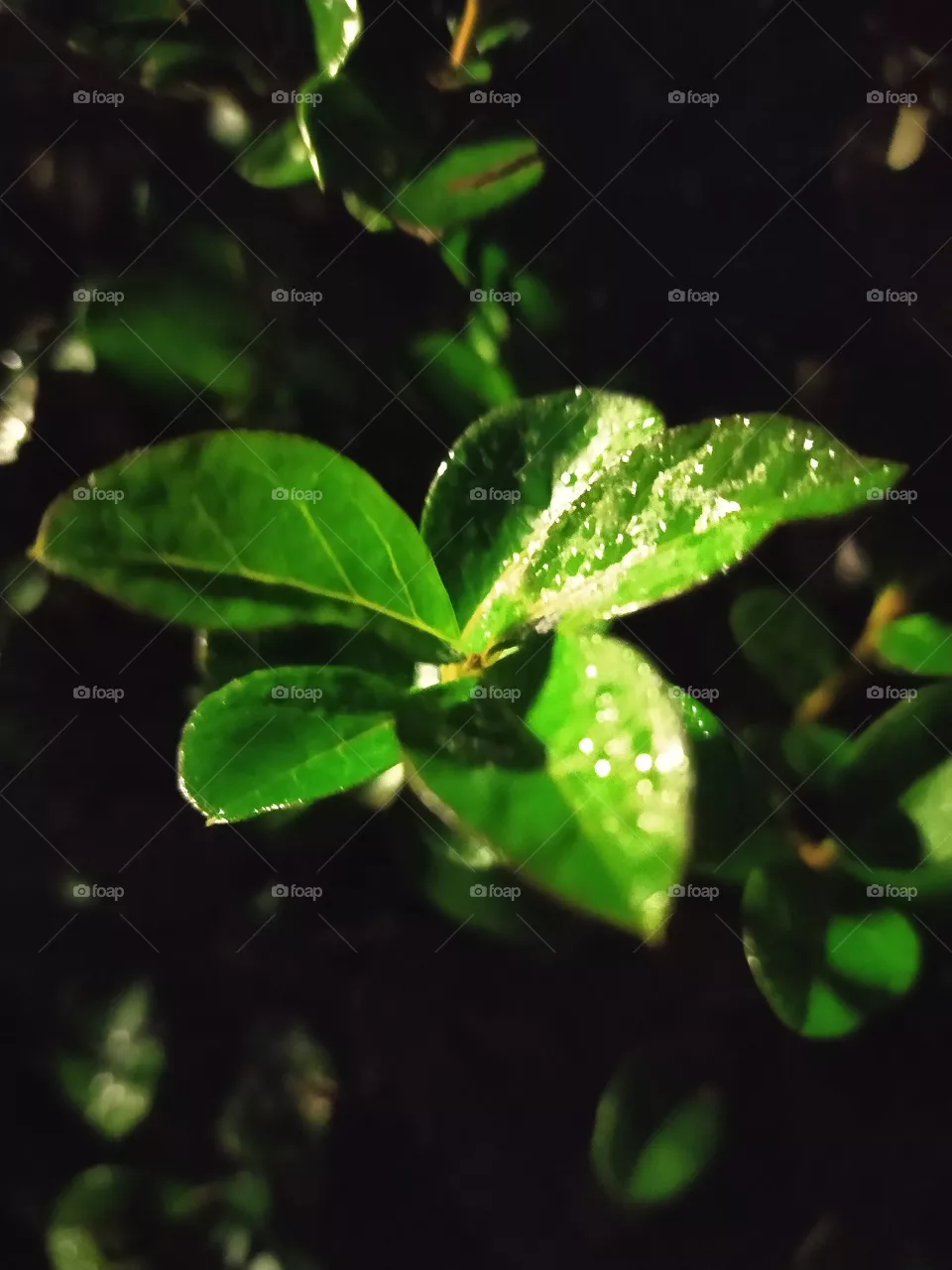 leaves in the night
