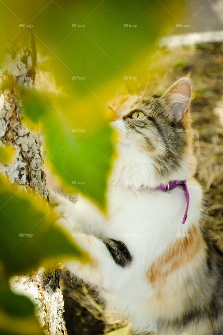 cat, leaves, autumn ;)
