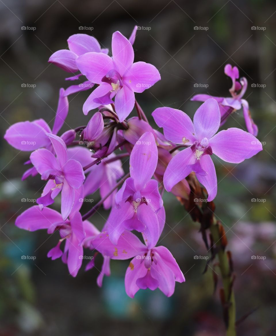 Orchids flower