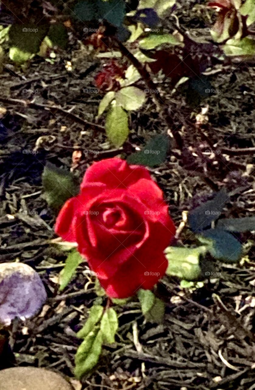 KnockOut Rose Bud Taken from around the RV Park Pool This Evening. 