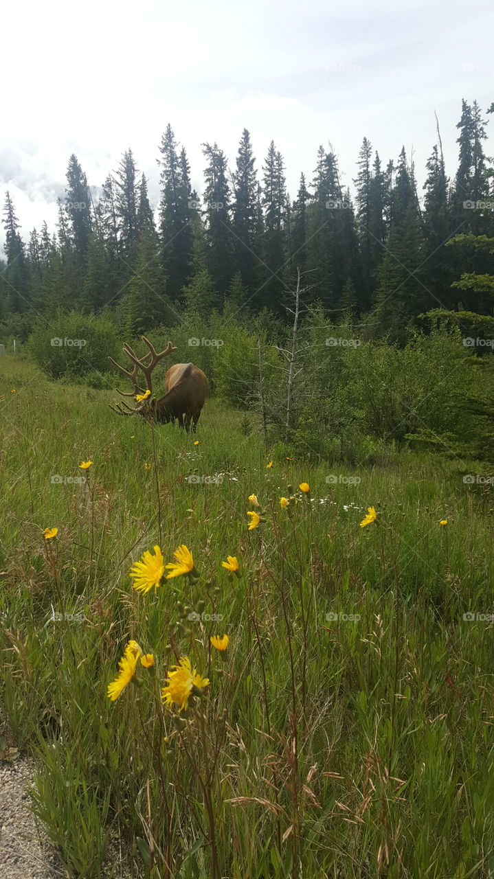 cariboo outside of jasper