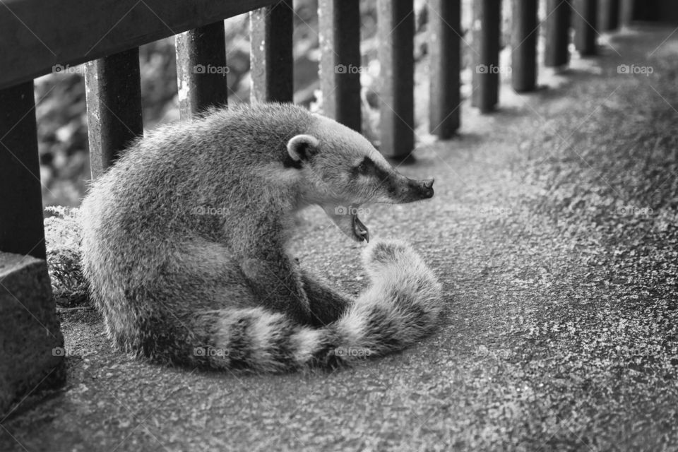 Funny South American coati yawning