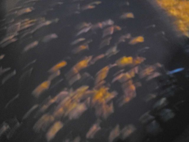 Abstract