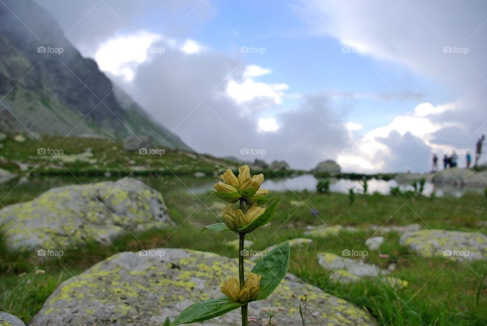 Wildflower