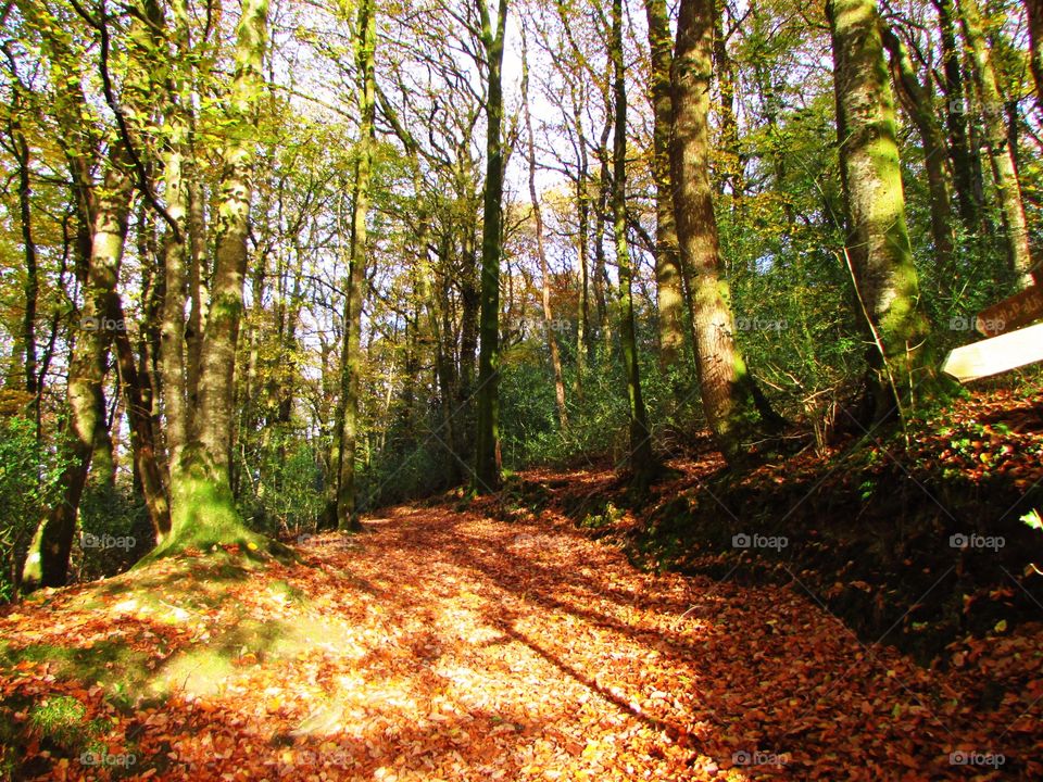 Wood, Tree, Nature, Leaf, Landscape