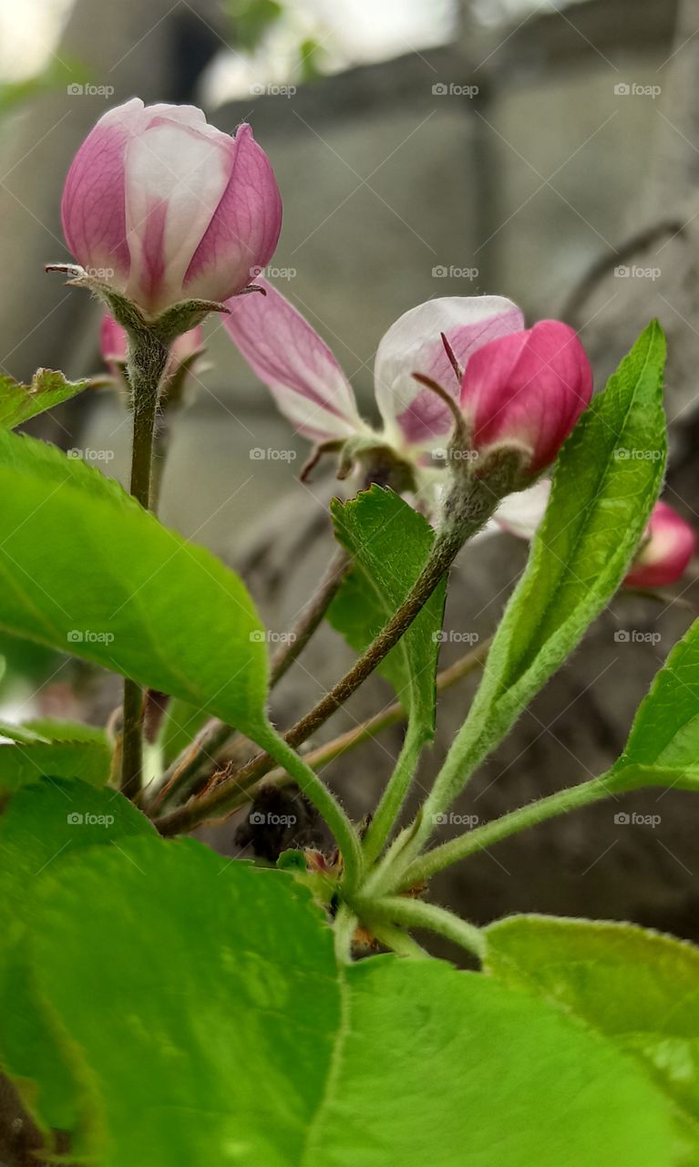About to bloom Pollen of Apple tree in start of Spring Season in Valley Kashmir J&K IND