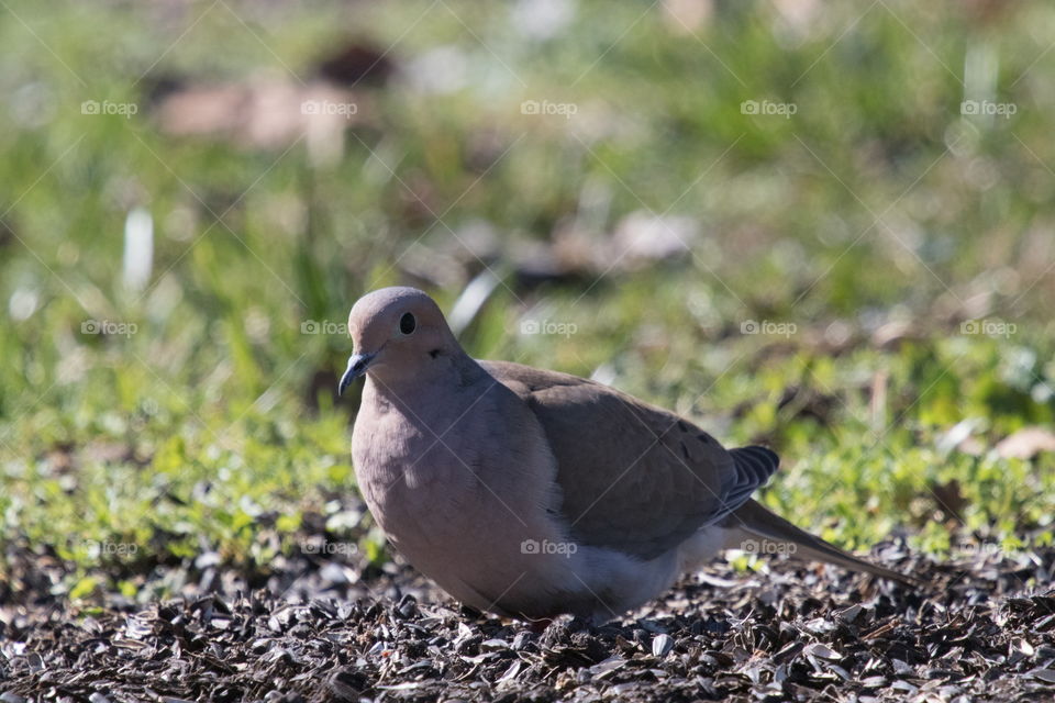 Mourning dove