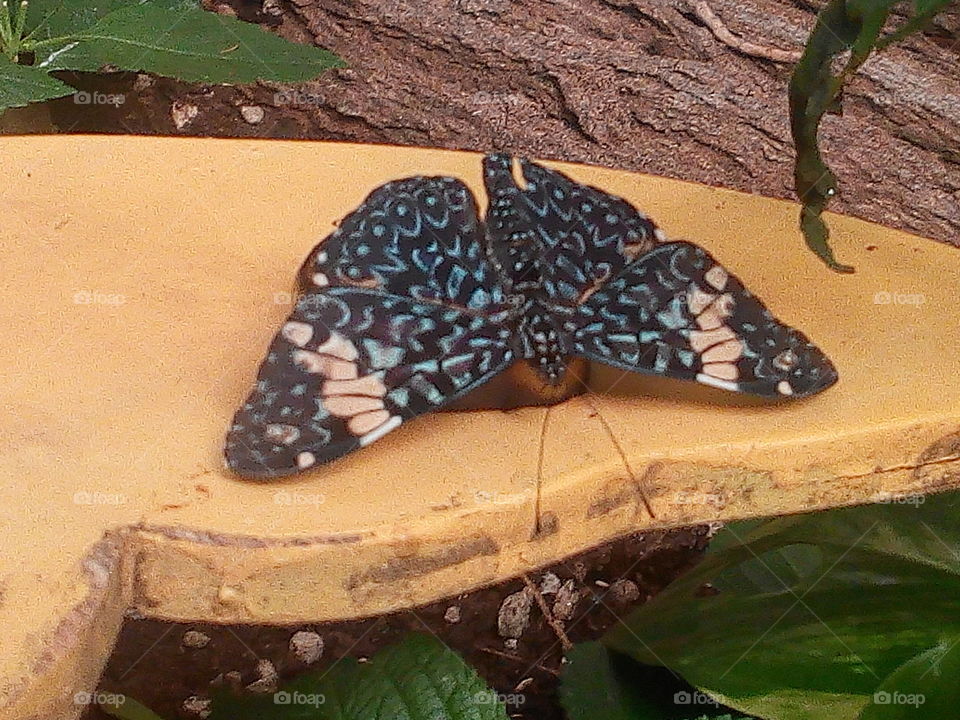 No Person, Wood, Nature, Invertebrate, Leaf