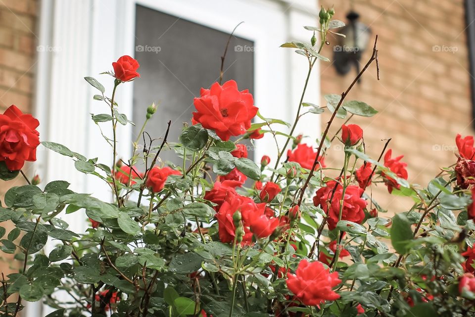 Red roses