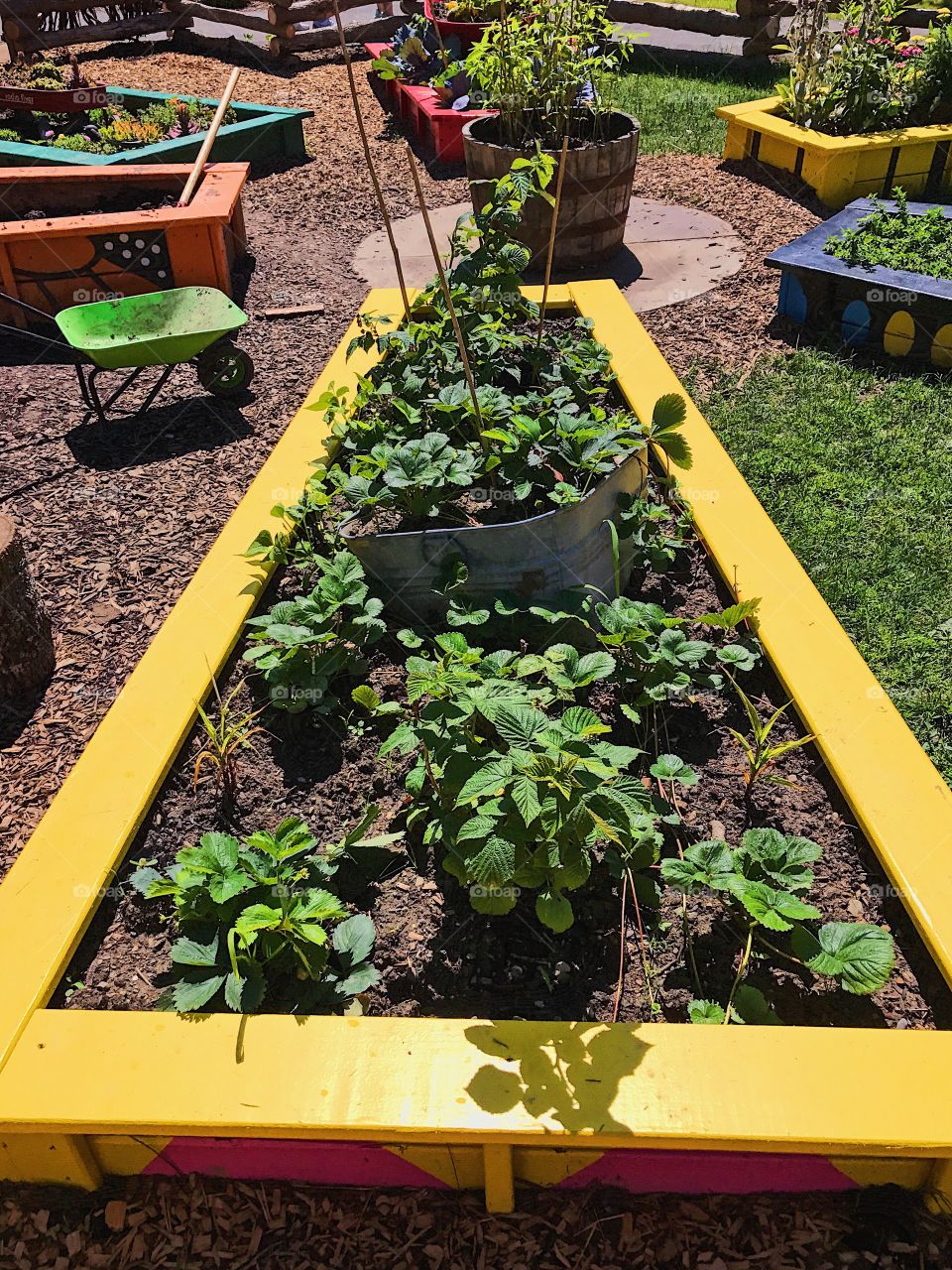 Plants in colorful raised beds outdoors