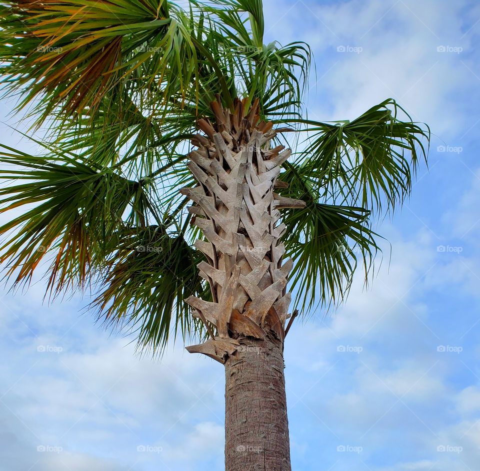 palm tree