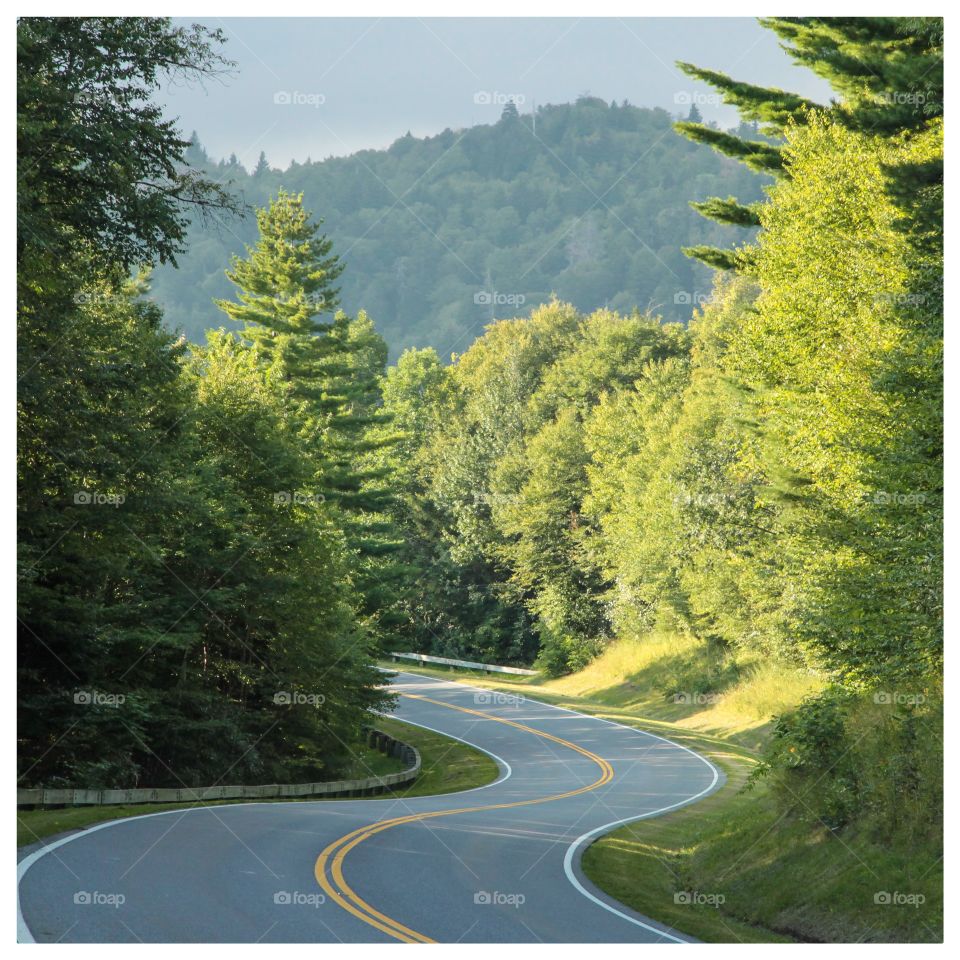 Winding road through forest