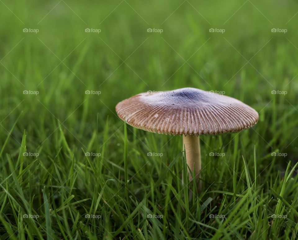 A grisette mushroom in grass