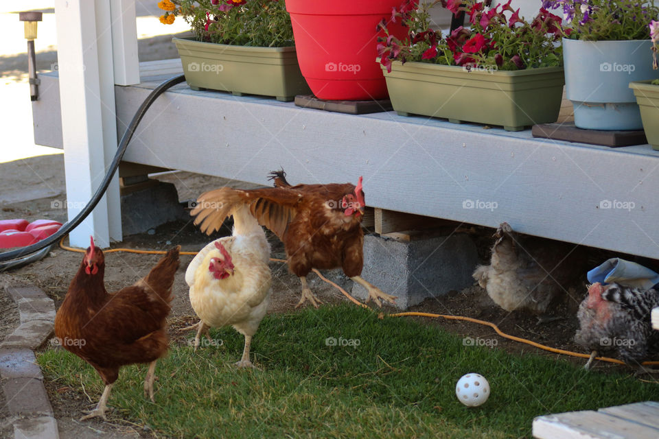 Flock of chickens running from a ball