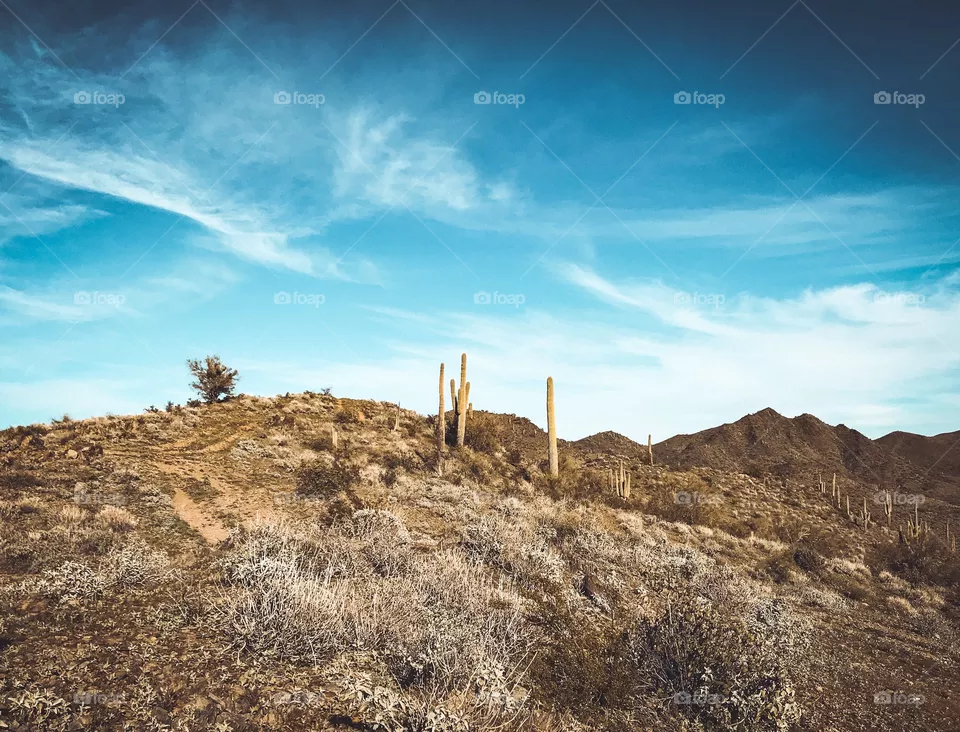 Desert life 🌵