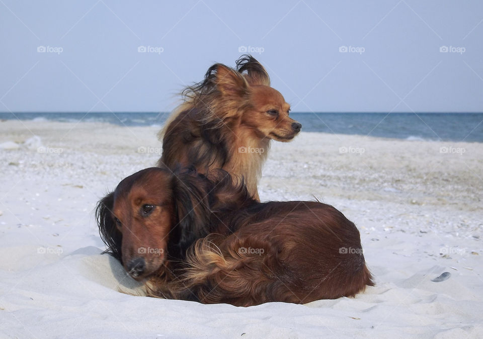 Brown dogs on the seashore