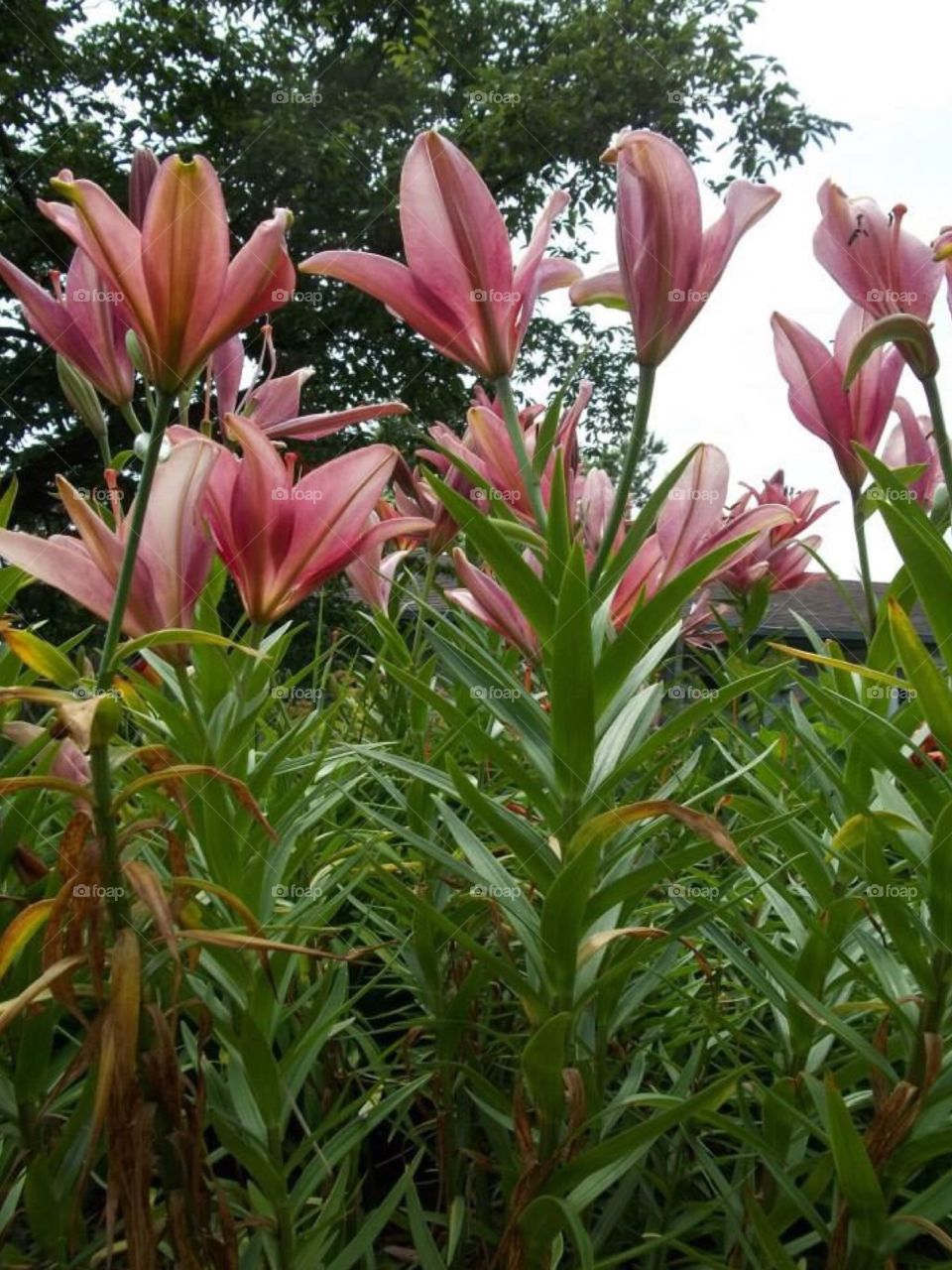 Flowers