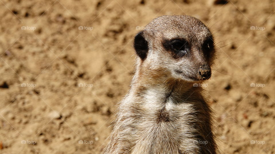 Close-up of a meerkat.