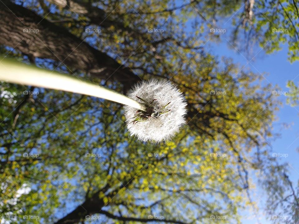 A bottom up portrait of a white dandelion flower still holding its ball of seeds ready to get spread in a forest.