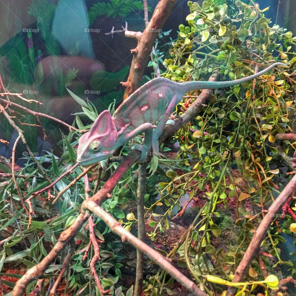 A man of many colors