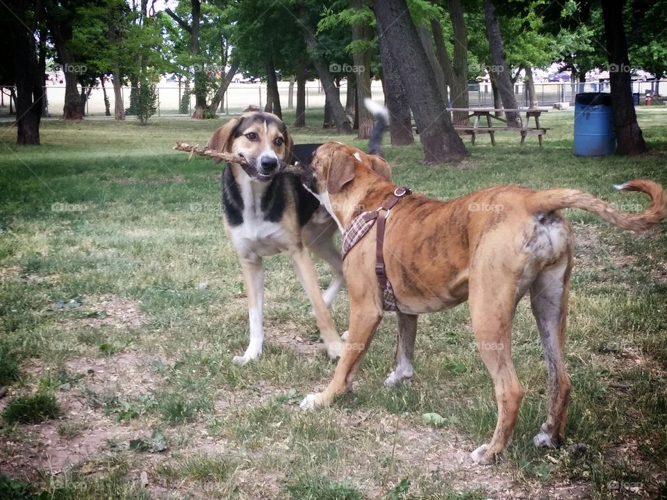 Dogs Sharing a Stick