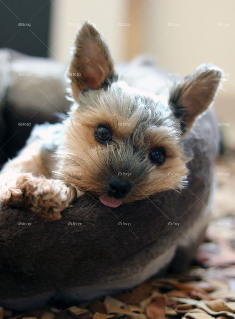 Yorkie dog