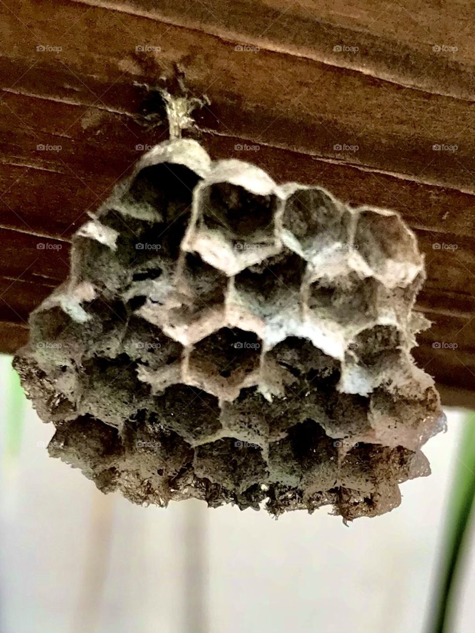 I had to avoid many wasp stings to get this photo of a small wasps nest 