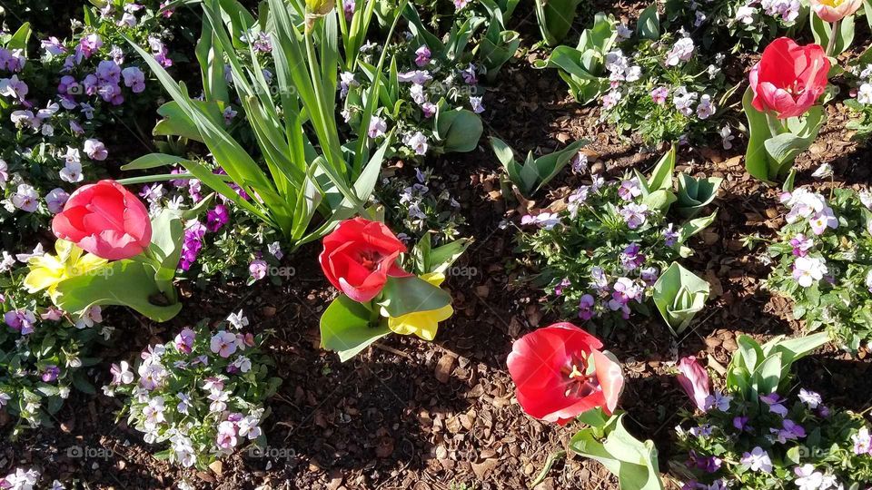 Dallas Blooms Tuplips