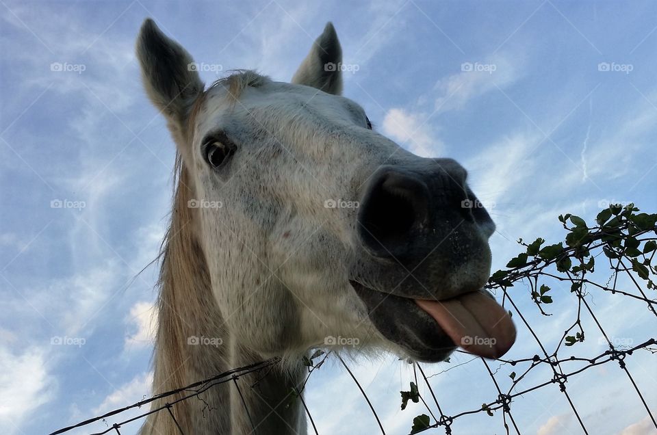 Gray Horse with His Tongue Hanging Out