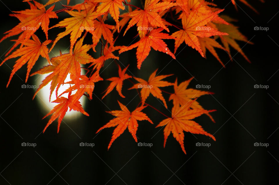 autumn japan kyoto japanese maple by kyleyates