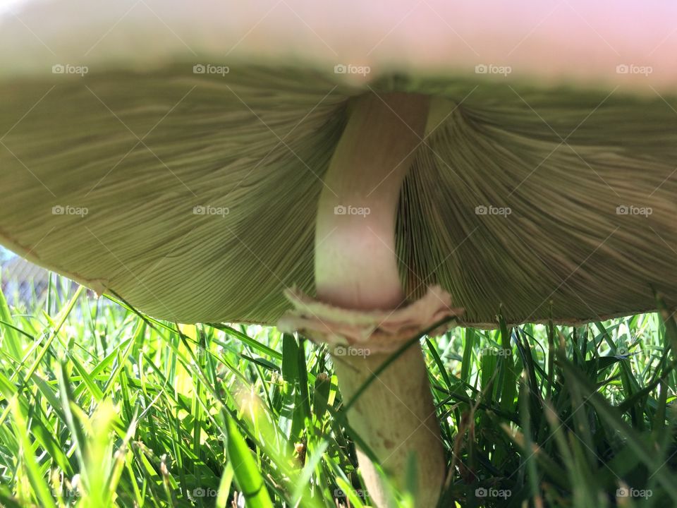 Low angle view of mushroom in grass