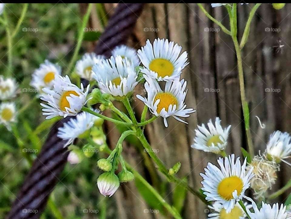 Wildflowers by the sea. Love me nots