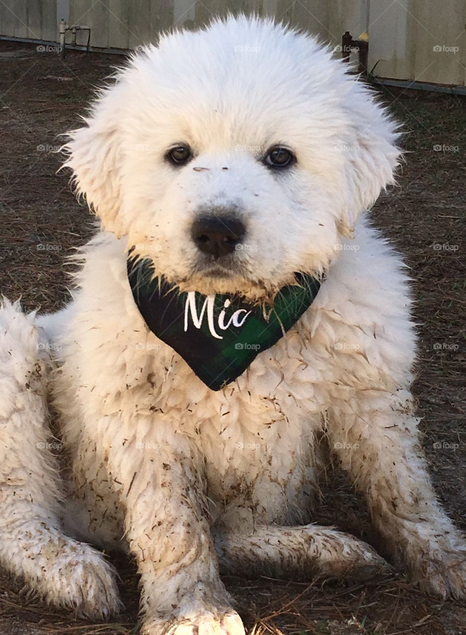 First photo after we arrived home with our "little" Great White Pyrenees puppy, McClintock. He got dirty right away and doesn't look too thrilled about his bandanna. 