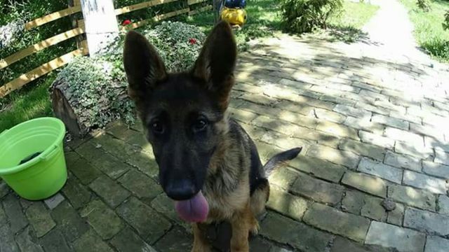 animal dog