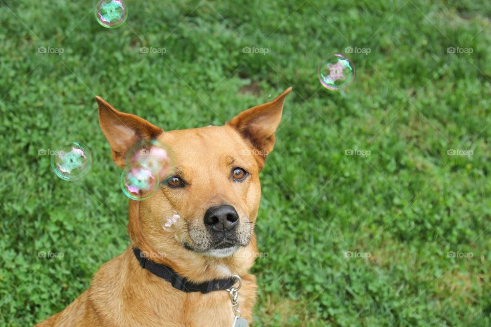 Bubbles 