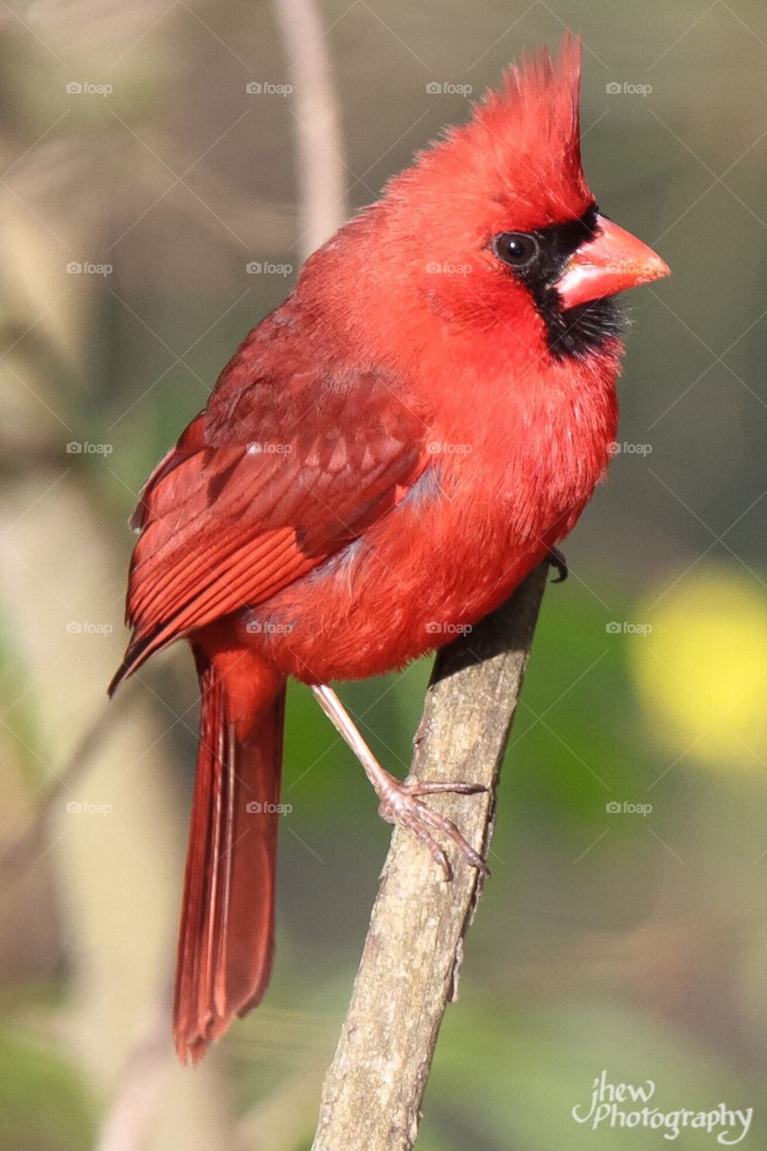 Male Cardinal