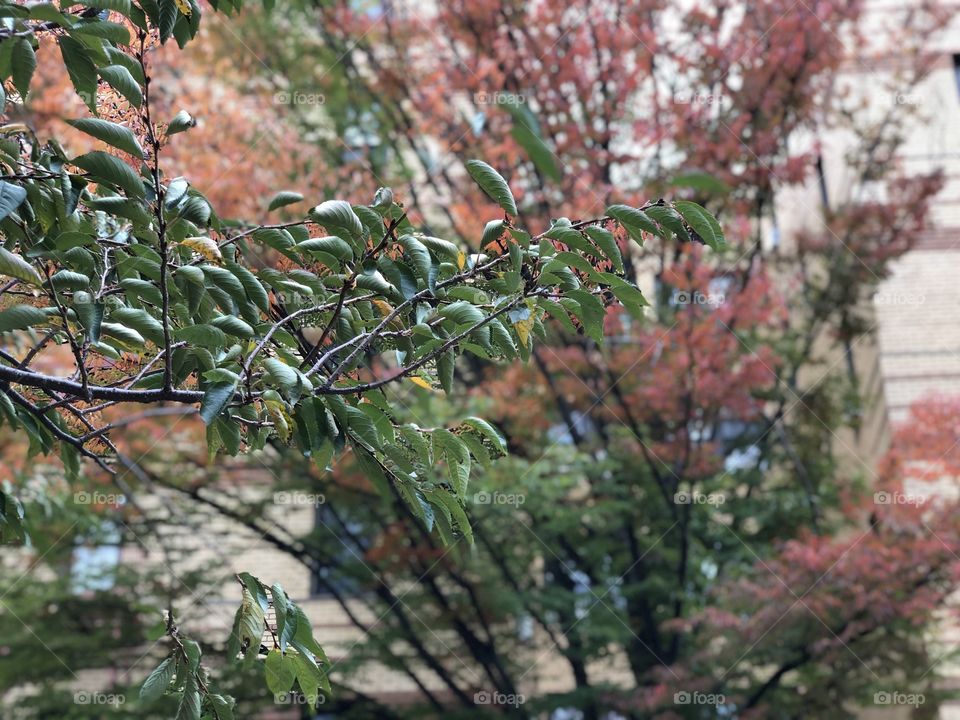 Two beautiful trees!