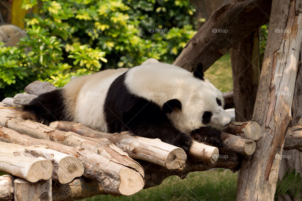 ocean park bear panda by splicanka