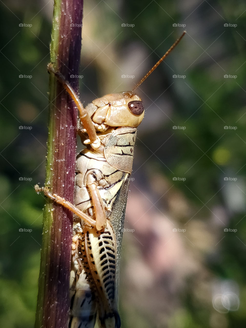 Grasshopper