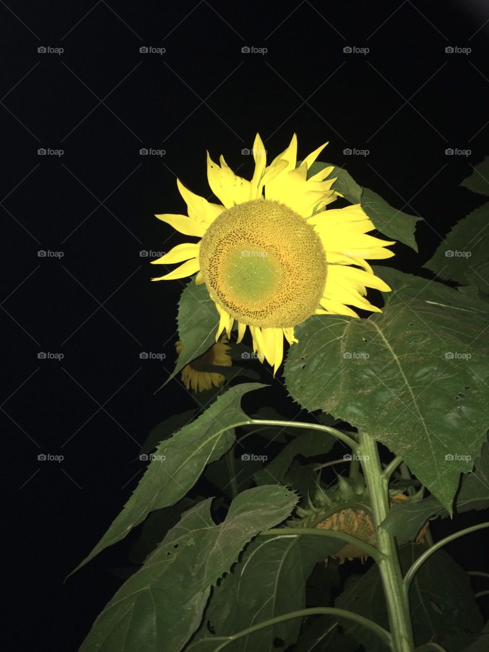 Sunflowers at night