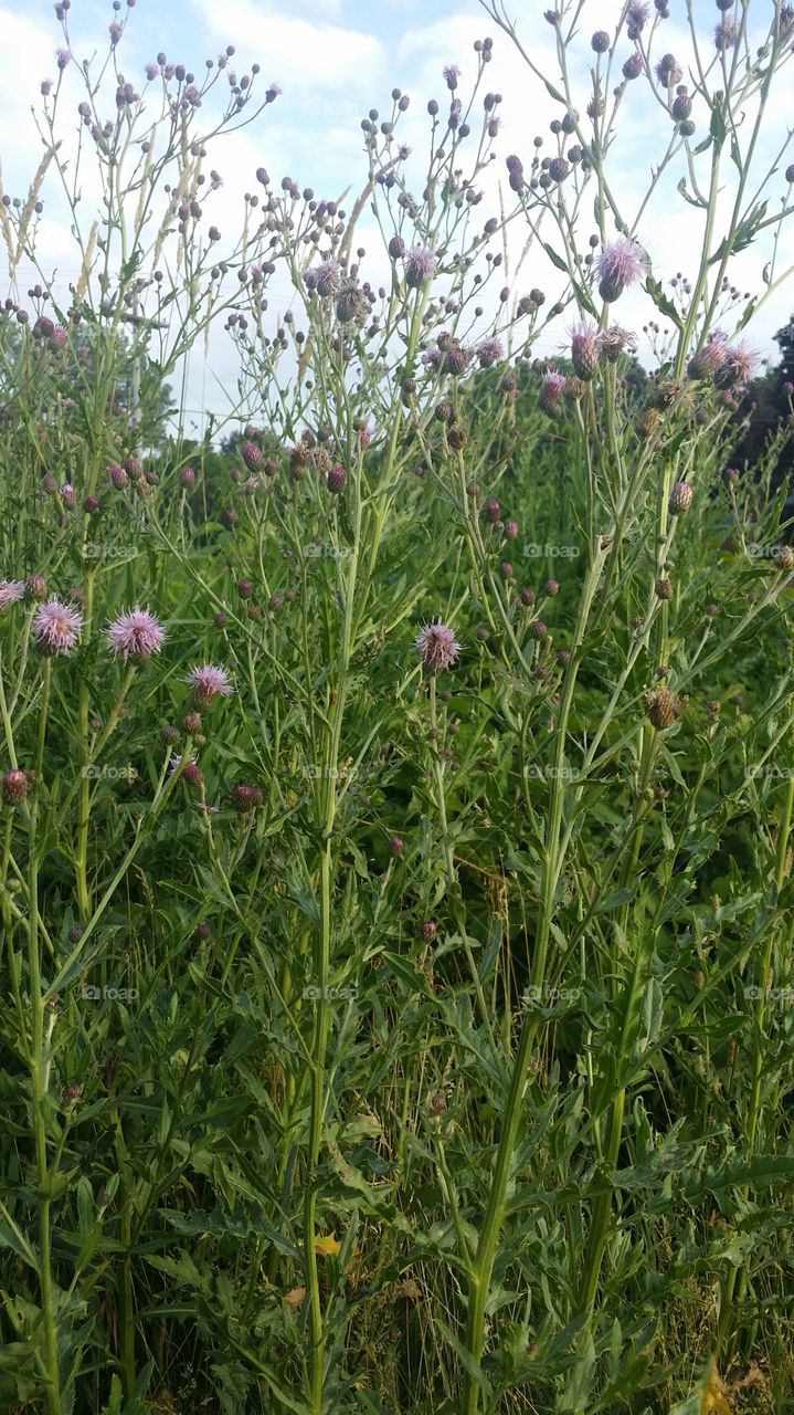 Purple wildflowers in a field
