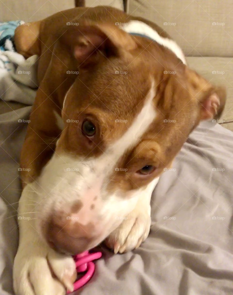 Rescue labrabull with a pink doggy binky