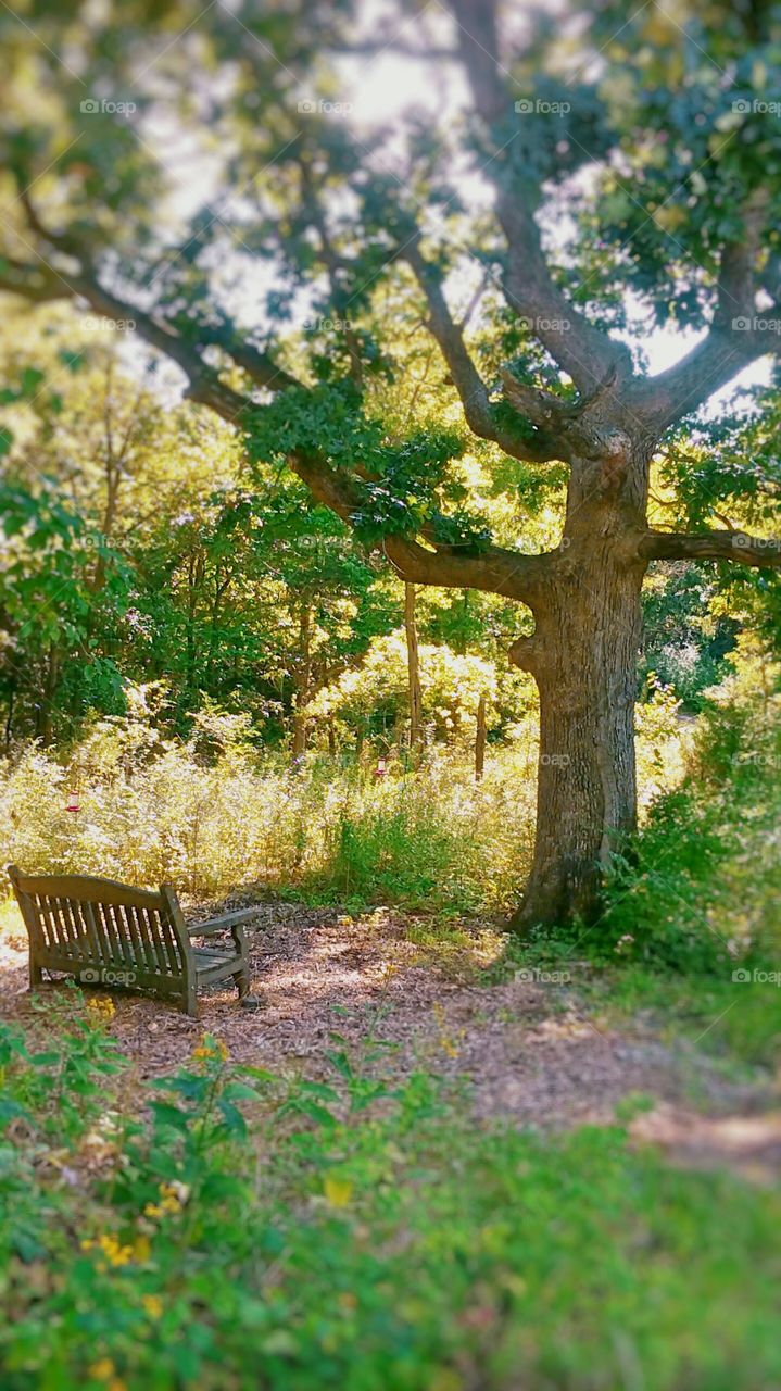 Bench and Tree