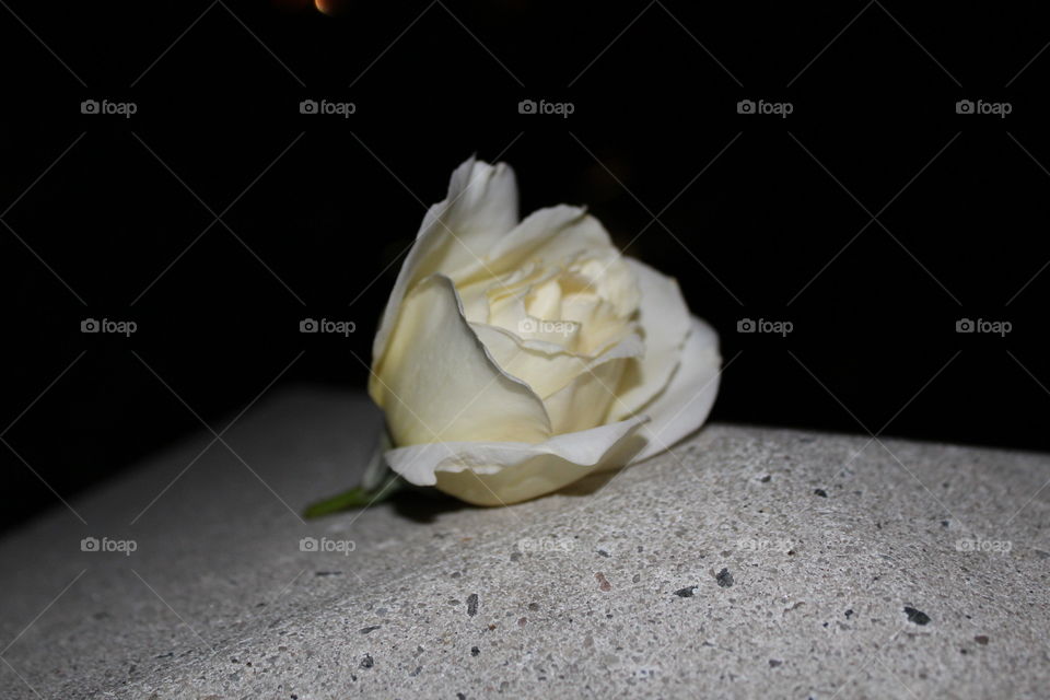 white rose mean on a piece of granite Stone