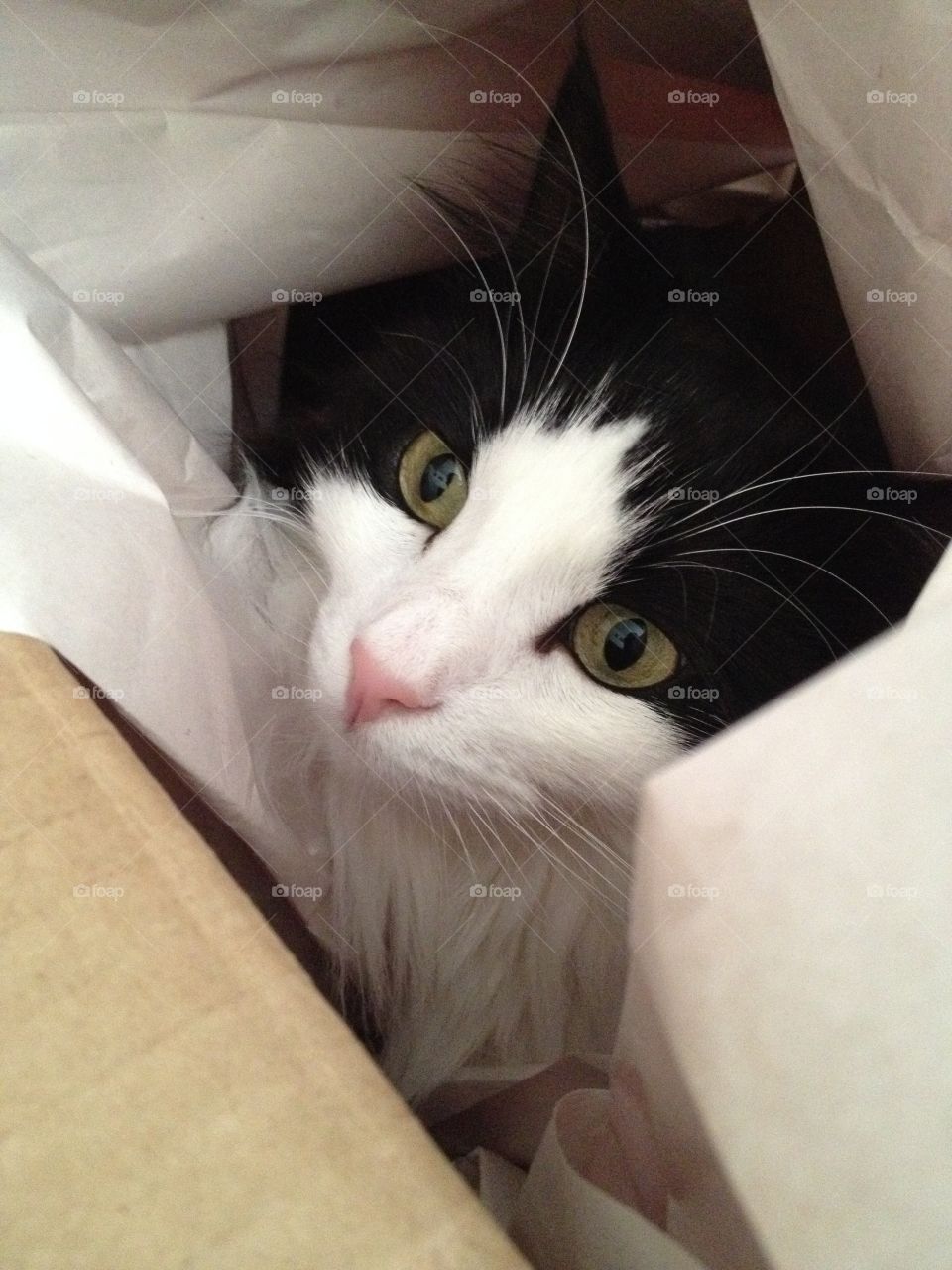 Athena the Cat. My cat named Athena playing in a box and some paper.