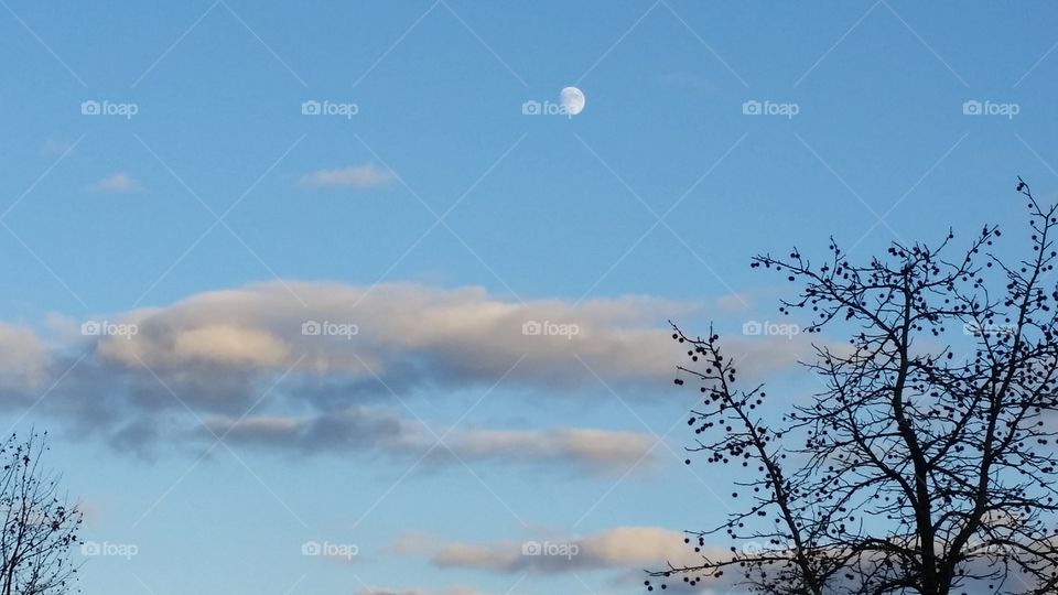 Moon in Light Blue Night Sky with Tree